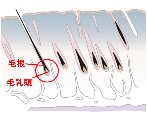 エイジングが始まった頭皮の正しいケア