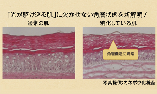 体 水分 量 増やす