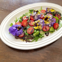 “映え”だけでなく栄養価にも注目！「エディブルフラワーの彩りサラダ」Today’s SALAD #76