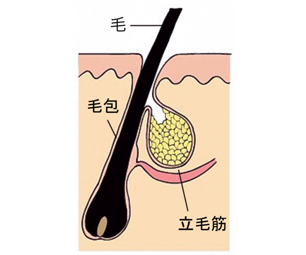 毛穴についてどれくらい知ってる 構造は 種類は 毛穴 の疑問を美人皮膚科医が回答 美的 Com