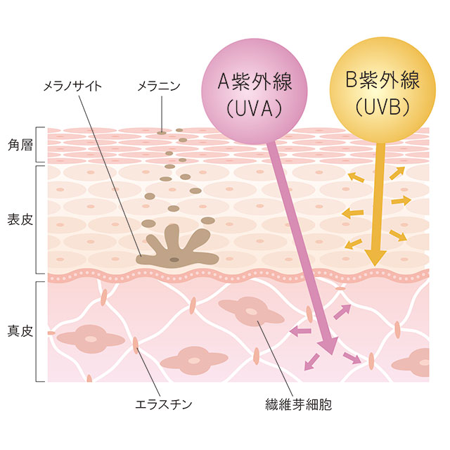 肌老化の原因の80％は紫外線！？