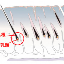 抜毛症？抜け毛対策で髪のエイジングケアを徹底！