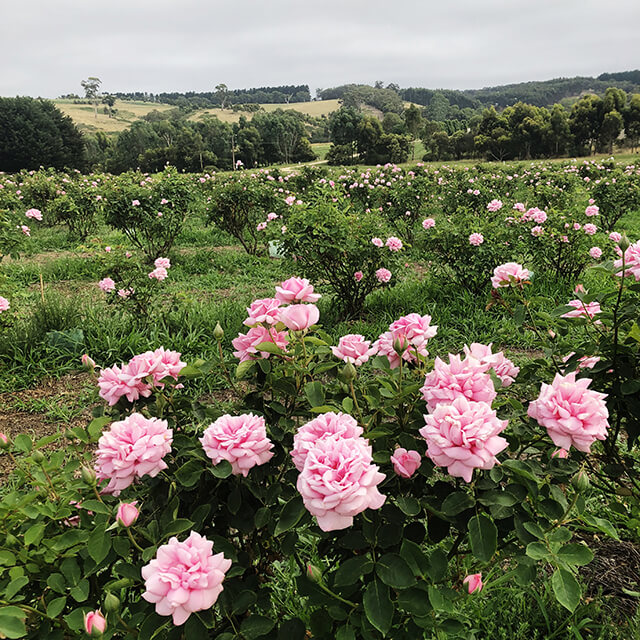 jurlique-roses-in-full-flower