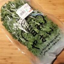 スーパーフードの王様！万能すぎる美容健康野菜のケール