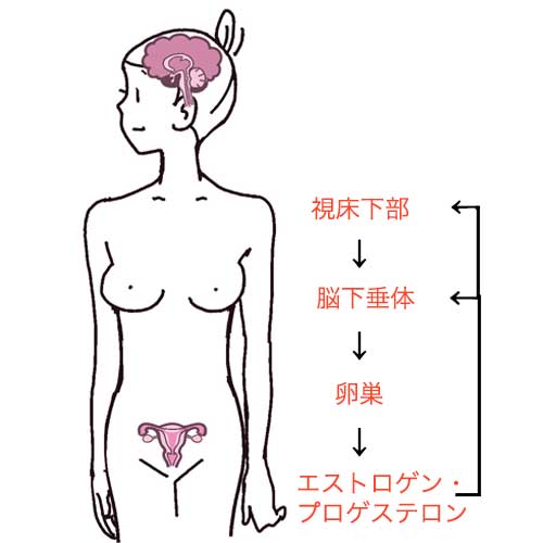 2種類の女性ホルモンは、卵巣から分泌される