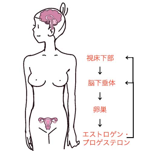 女性ホルモンのピーク期とは？