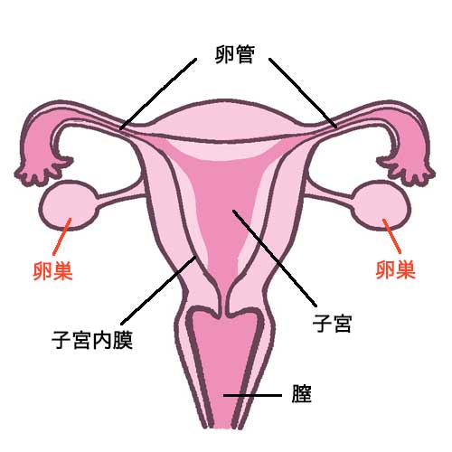 2種類の女性ホルモンは、卵巣から分泌される