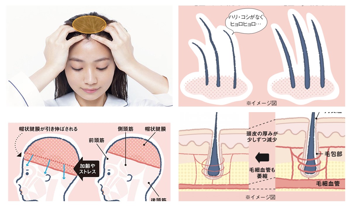 髪の毛 の 量 を 増やす