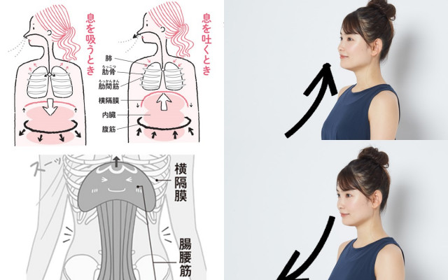 わかりやすい 横隔膜の鍛え方 引き締め リラックス効果に期待 美的 Com