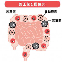 意外と知らない、ビフィズス菌「5つの効果」おすすめの摂り方は？