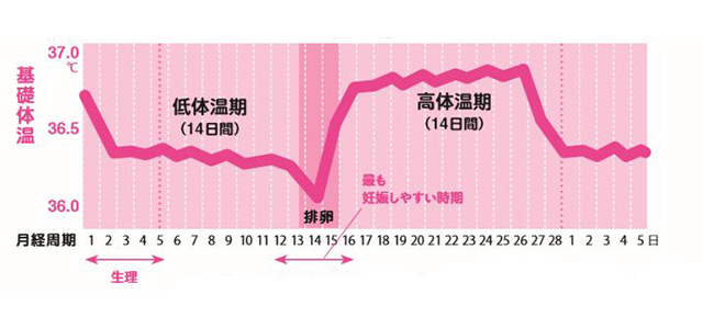 基礎 体温 平均