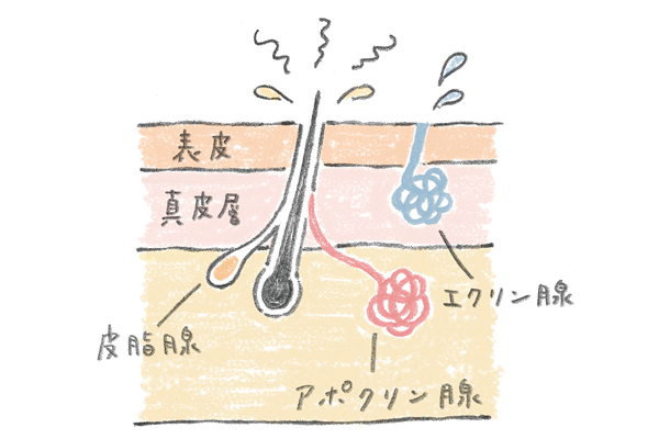 わきがのにおい 自分でわかる 専門医に聞いた 体臭チェック方法 と 原因 対処法 美的 Com