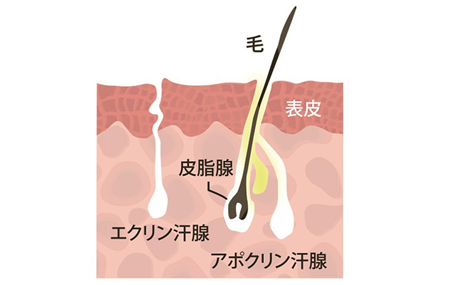 高温期 汗をかく