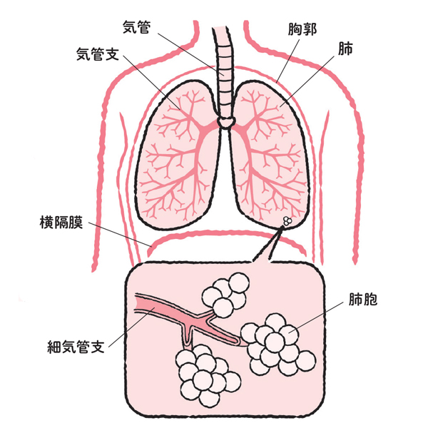 呼吸力や肺活力の低下で頭痛やめまい 過呼吸も 肺トレの基本の呼吸法をマスター 美的 Com