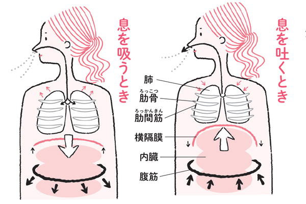 わかりやすい 横隔膜の鍛え方 引き締め リラックス効果に期待 美的 Com