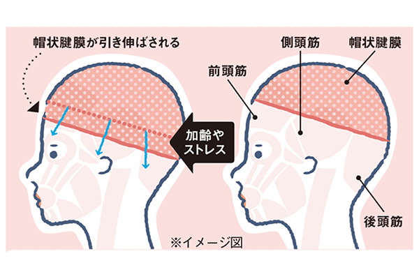 なぜ 頭皮が硬い プロが指導する 改善術 6選 白髪 たるみ対策マッサージ 美的 Com