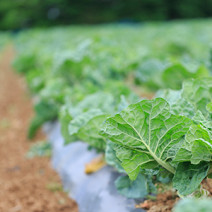今すぐ取り入れたくなる！ 秘めたる力を持つパワフル野菜「ケール」のすべて