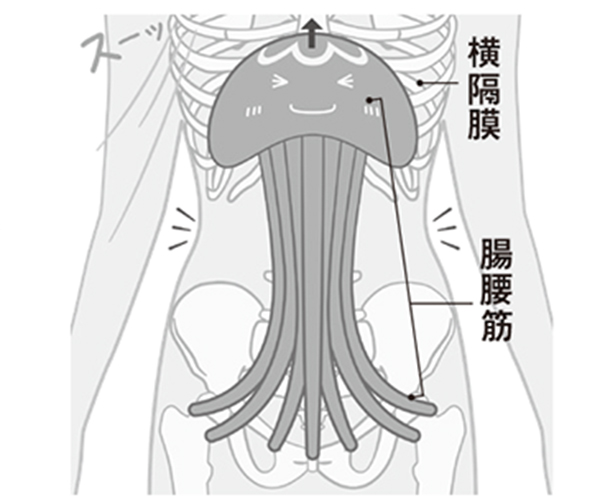 わかりやすい 横隔膜の鍛え方 引き締め リラックス効果に期待 美的 Com