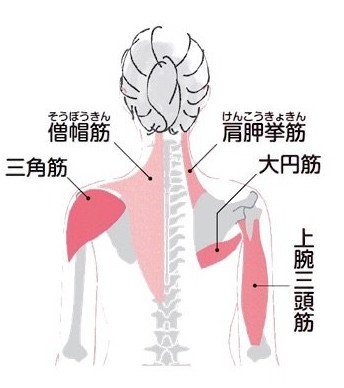 これで 難しくない 背中の筋トレ エクササイズ ８の簡単メニュー 美的 Com