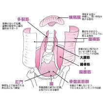 「骨盤底筋」とは？役割と衰えの症状・トレーニング方法まとめ