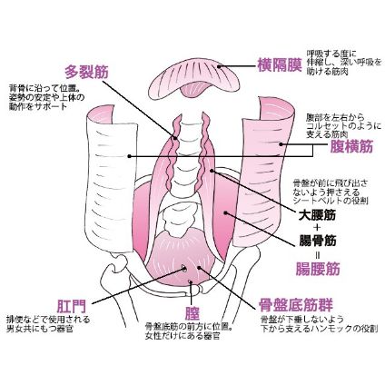 骨盤底筋 とは 役割と衰えの症状 トレーニング方法まとめ 美的 Com 骨盤底筋 とは 役割と衰えの症状 トレーニング方法まとめ 美的 Com