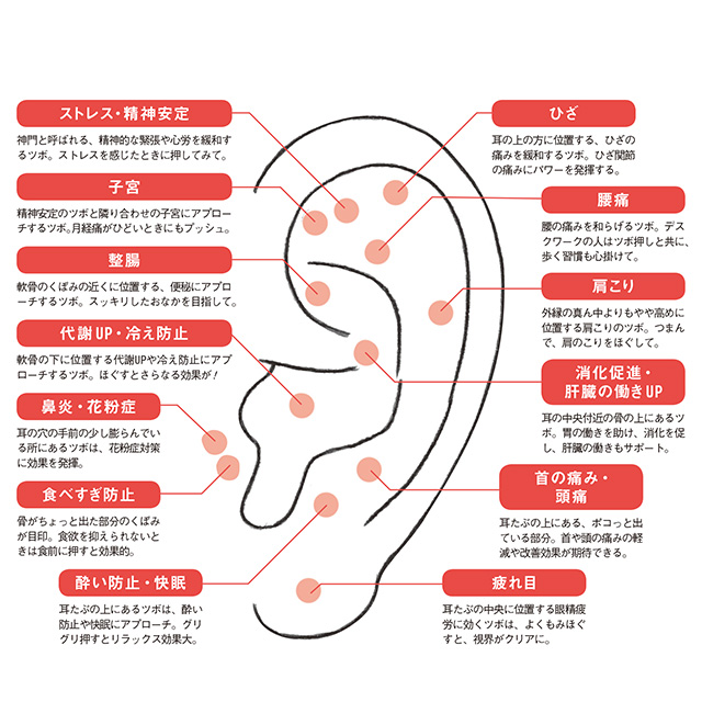 ツボ 耳 の 後ろ