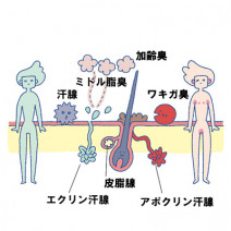 女性なのに加齢臭！？ 年齢とともに気になるニオイの原因と対策は？