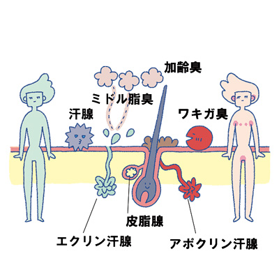 女性なのに加齢臭！？ 年齢とともに気になるニオイの原因と対策は？