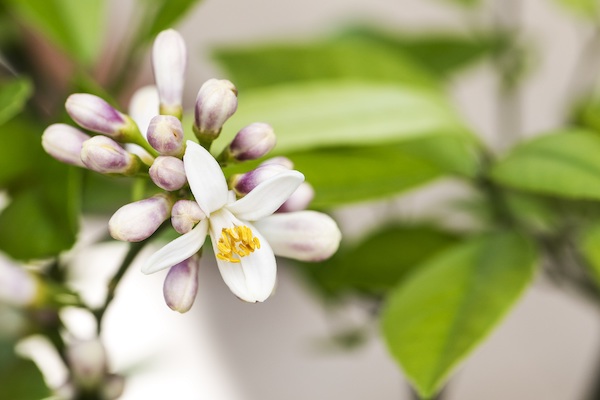 Flowers of a Lemon Tree