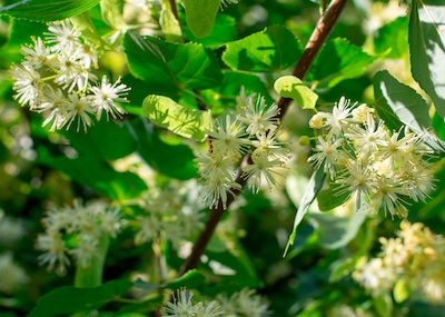 Linden,Flowers,On,The,Branches,Of,Trees,Outdoors
