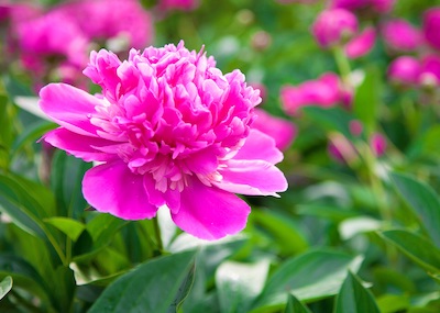 Peony