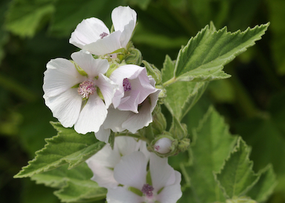 althaea