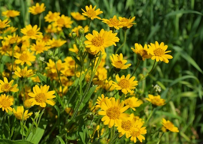 arnica