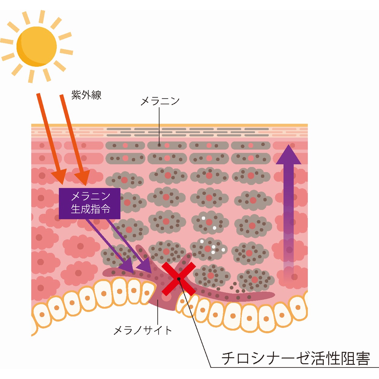 アルブチン解説 最も有名な 美白 有効成分の一つで 多くの製品に配合 美的 Com