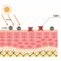 【CoQ10】医薬品生まれの成分、体内で必要な補酵素