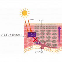 カモミラET｜コスメとしての効果は？【美容成分大全】
