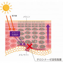 【コウジ酸】おすすめ化粧品・効果効能まとめ｜美容成分大全