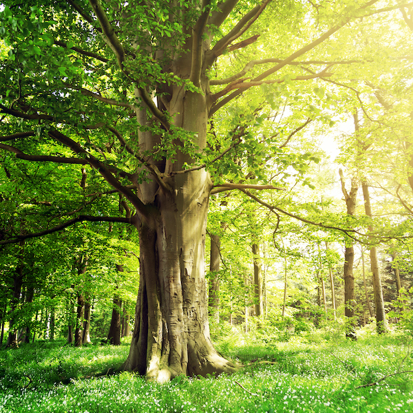 Beech,Forest,With,A,Very,Old,Tree,In,The,Sunlight