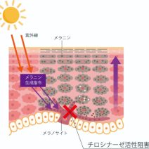 【エラグ酸】美容効果は、実際どうなの？