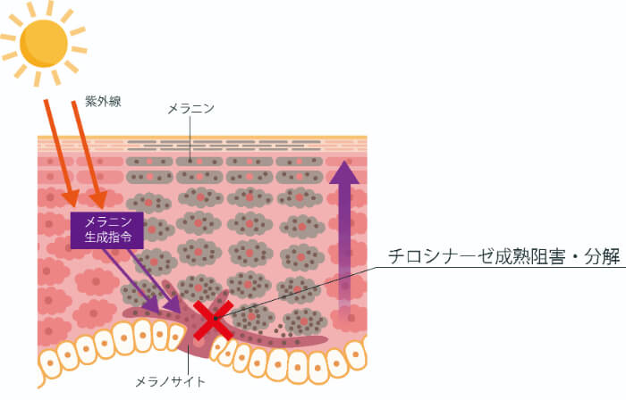 【マグノリグナン】他の美白有効成分とは違うメカニズムで、メラニン生成を抑えます