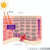 【ルシノール解説】もみの木の成分がヒントになった美白有効成分