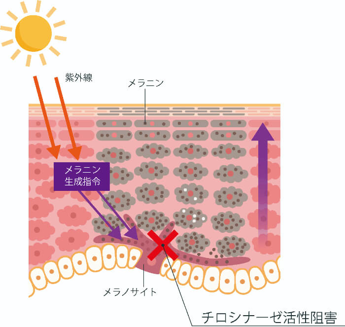 【ルシノール解説】もみの木の成分がヒントになった美白有効成分