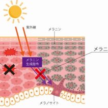 【トラネキサム酸】美白、肌あれに効果が認められた有効成分