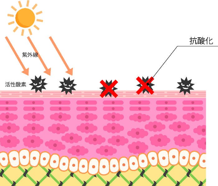 【フラーレン】抗酸化効果を、わかりやすく解説します