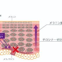 リノール酸Ｓ｜化粧品としての効果は？【美容成分大全】