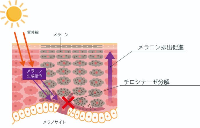 リノール酸Ｓ｜化粧品としての効果は？【美容成分大全】