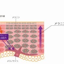 エナジーシグナルAMP｜化粧品の効果は？【美容成分大全】