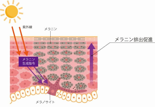 エナジーシグナルAMP｜化粧品の効果は？【美容成分大全】