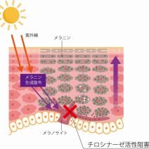 4MSK｜化粧品としての効果は？【美容成分大全】