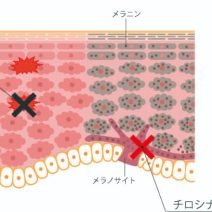 マグワ根皮エキス｜化粧品としての効果は？【美容成分大全】